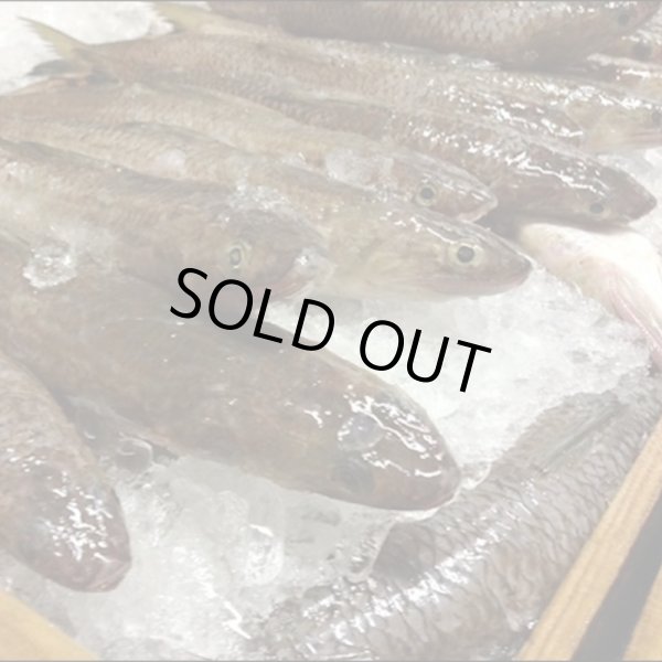 画像4: 萩かま（紅白）130gｘ5本【化粧箱入】（主原料：国産鮮魚エソ）　※12月限定販売　12月20日から12月29日まで発送可能 (4)