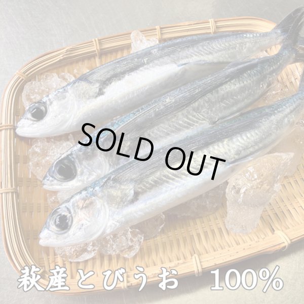 画像3: 旬の飛魚の美味しさをそのまま閉じ込めた「飛魚蒲鉾」（萩産「飛魚」100%）85gｘ5本【化粧箱入】※5月下旬頃〜7月中旬頃までの季節限定 (3)
